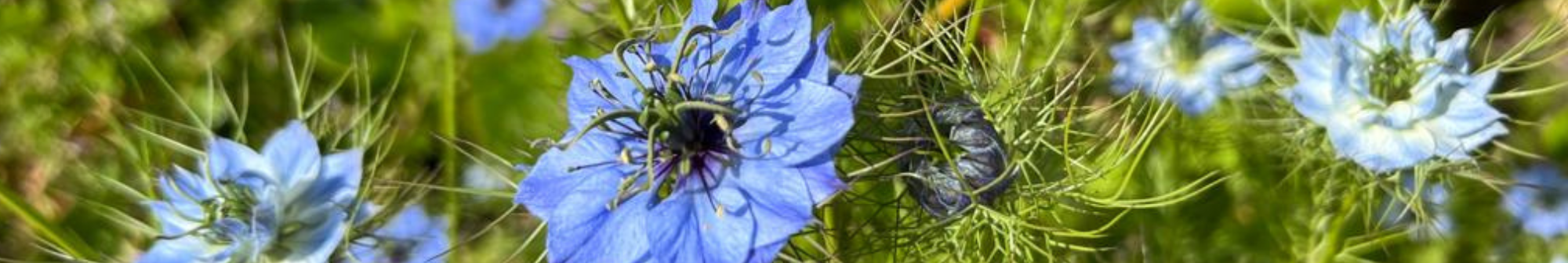 love-in-a-mist-growing-in-the-hospice-gardens