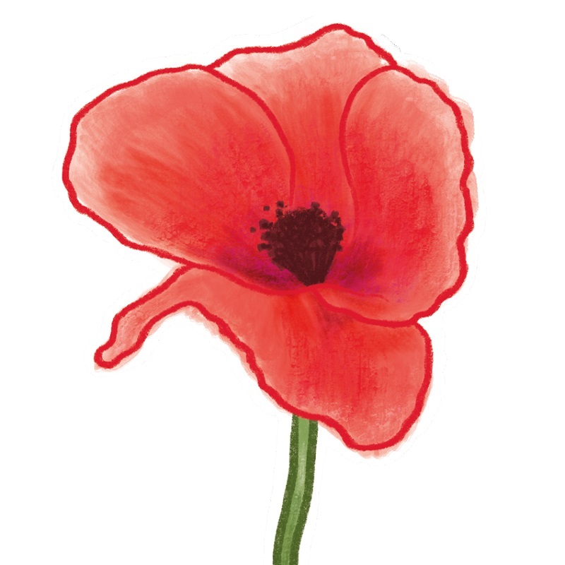 illustration-of-a-poppy