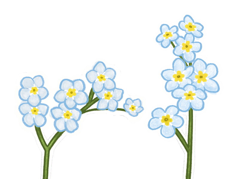 drawing-of-forget-me-nots