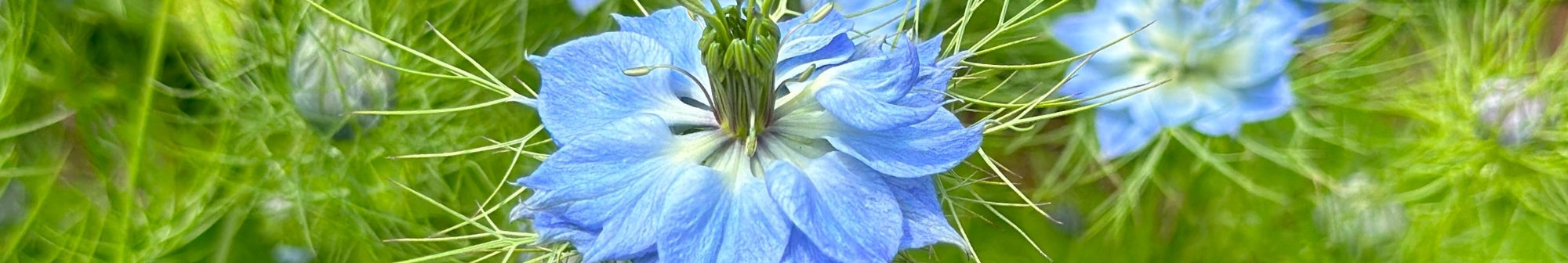 nigella-flowers-in-the-hospice-gardens