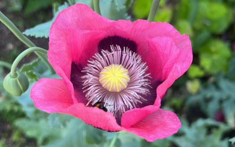 close-up-of-a-poppy