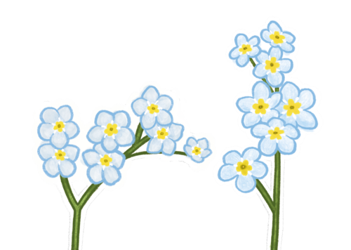 forget-me-nots