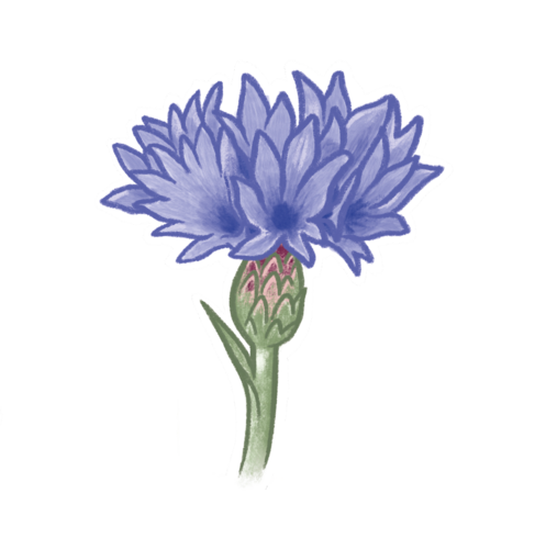 Cornflower 