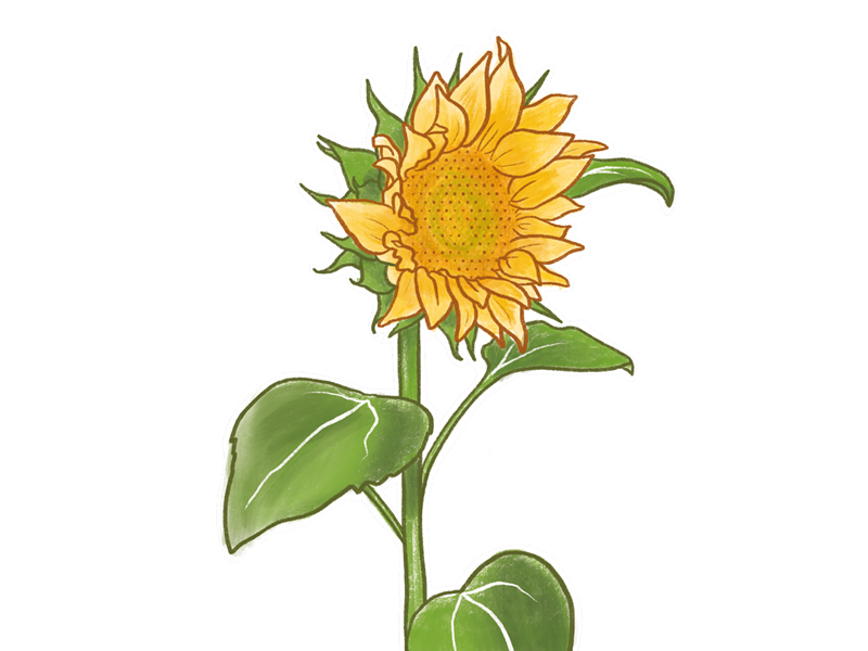 drawing-of-a-sunflower