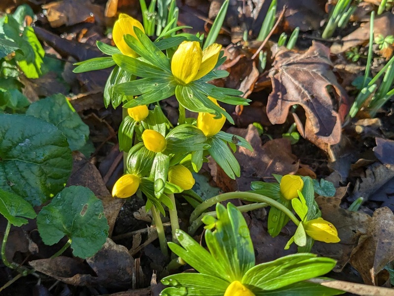 yellow-flowers=in-the-hospice-garden
