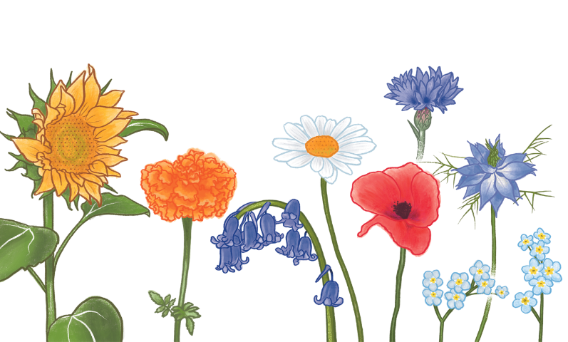illustration-of-an-array-of-wildflowers