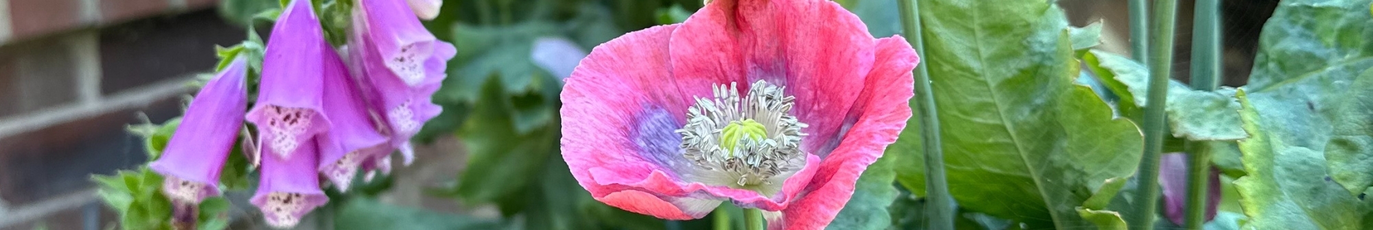 a-red-poppy-in-the-hospice-gardens