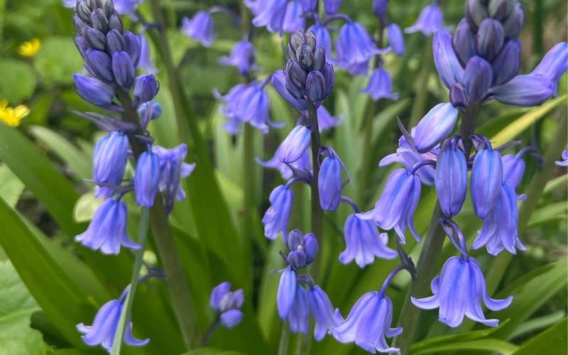 bluebells-in-the-hospice-gardens