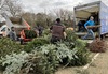 trees-being-unloaded-from-the-hospice-van-and-into-a-chipper
