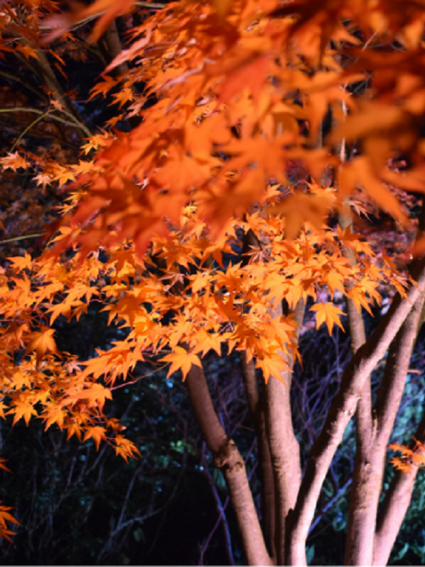 close-up-of-a-red-acer-tree-bathed-in-light