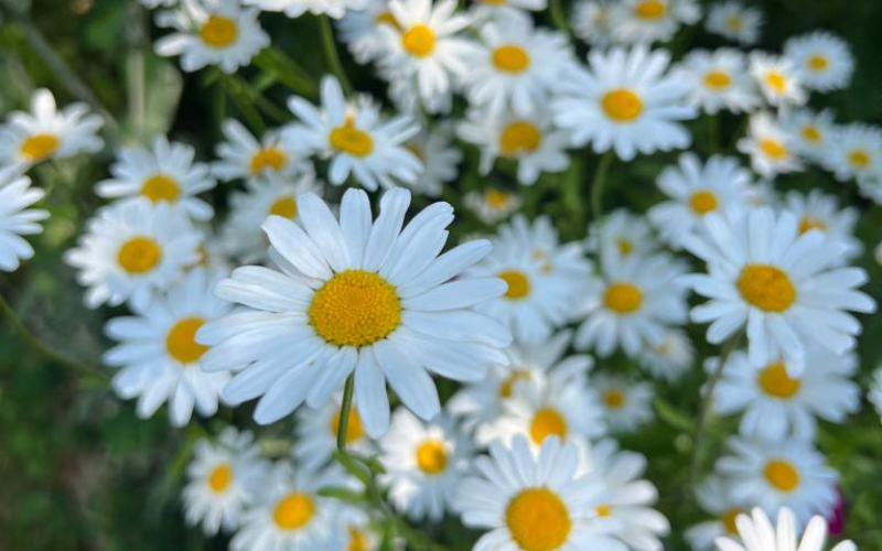 daisies-in-our-garden