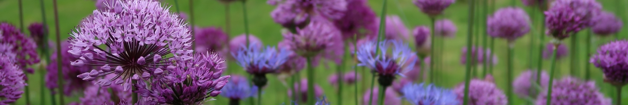 close-up-of-purple-flowers-in-hospice-garden
