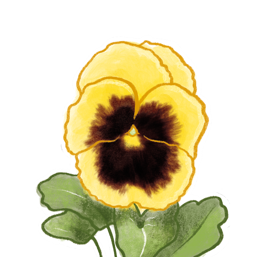 pansy
