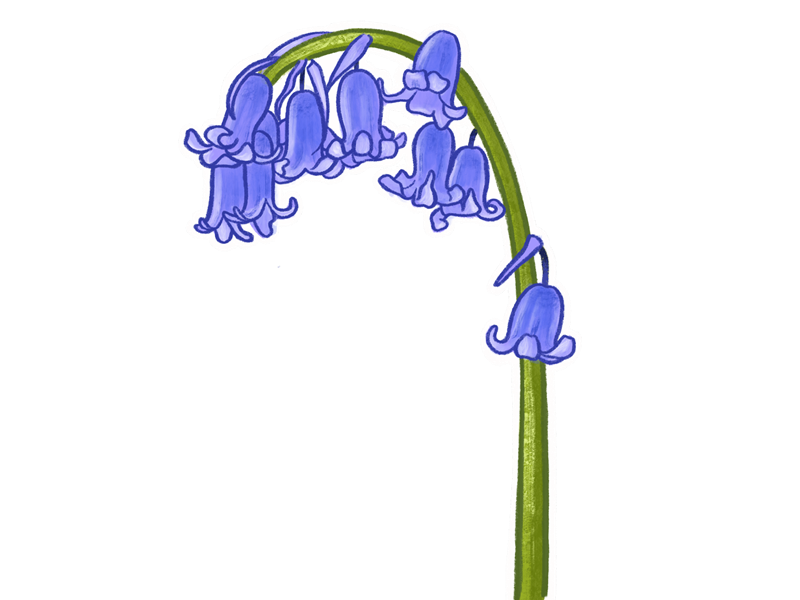 drawing-of-a-bluebell