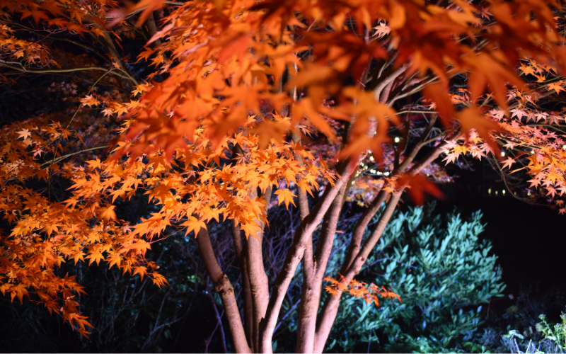 a-red-acer-tree-bathed-in-light