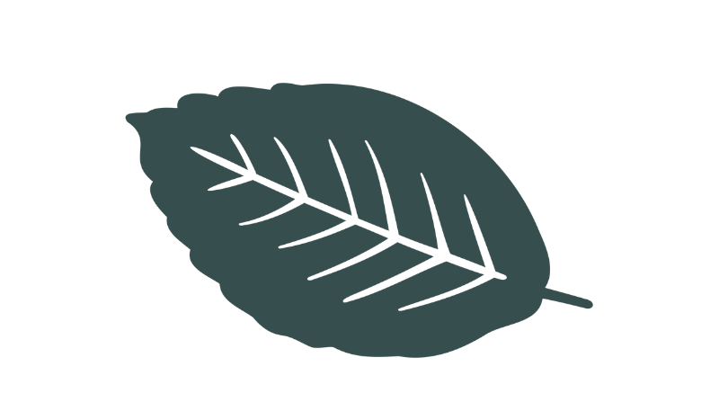 illustration-of-a-leaf