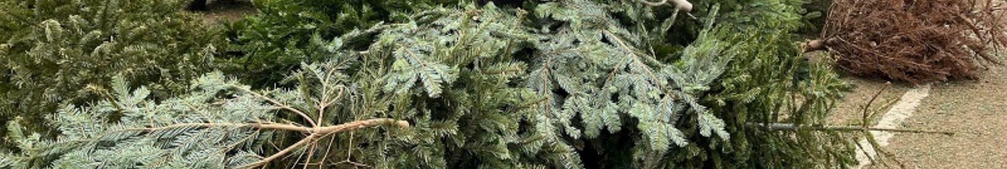 christmas-trees-laid-out-on-the-ground-ready-to-be-recycled