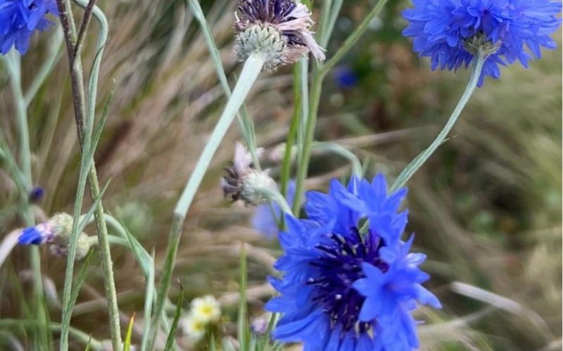 blue-cornflowers-in-the-garden-house-hospice-care-garden