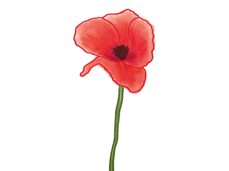 drawing-of-a-poppy