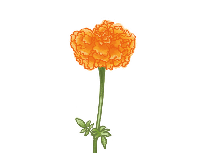 drawing-of-a-marigold