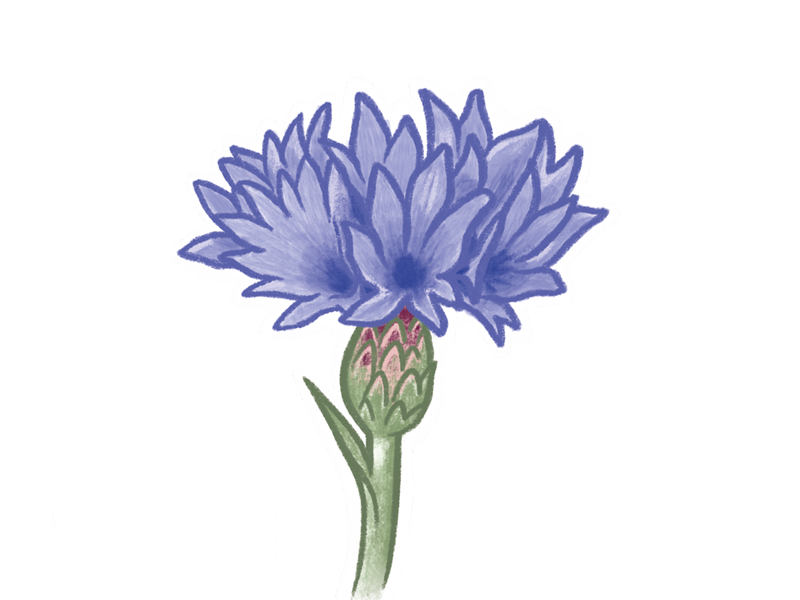drawing-of-a-cornflower
