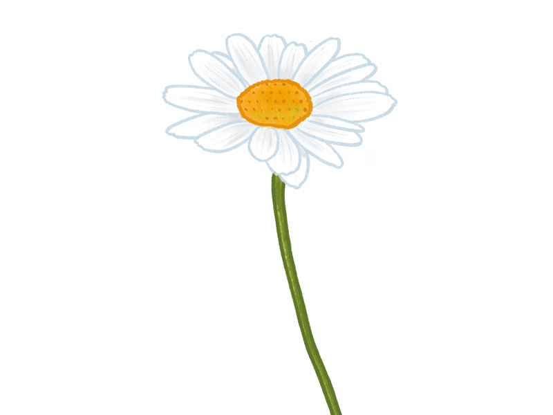 drawing-of-a-daisy