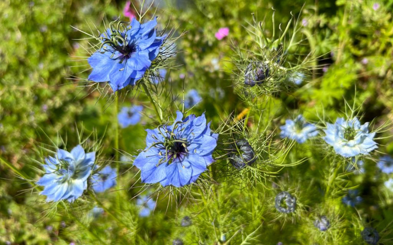 love-in-a-mist-in-our-hospice-gardens