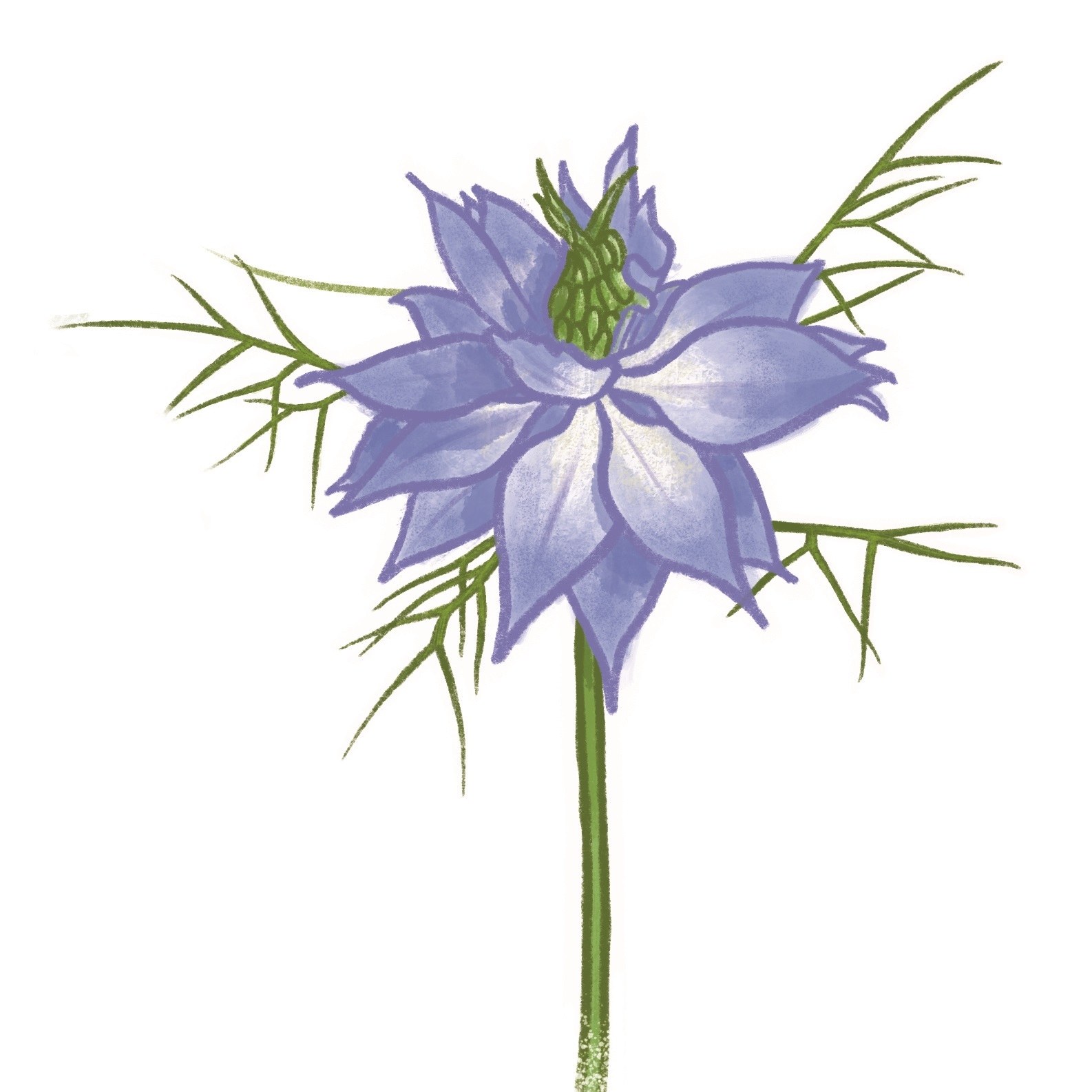illustration-of-a-nigella