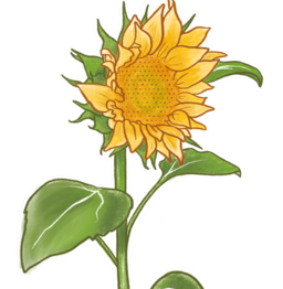 sunflower