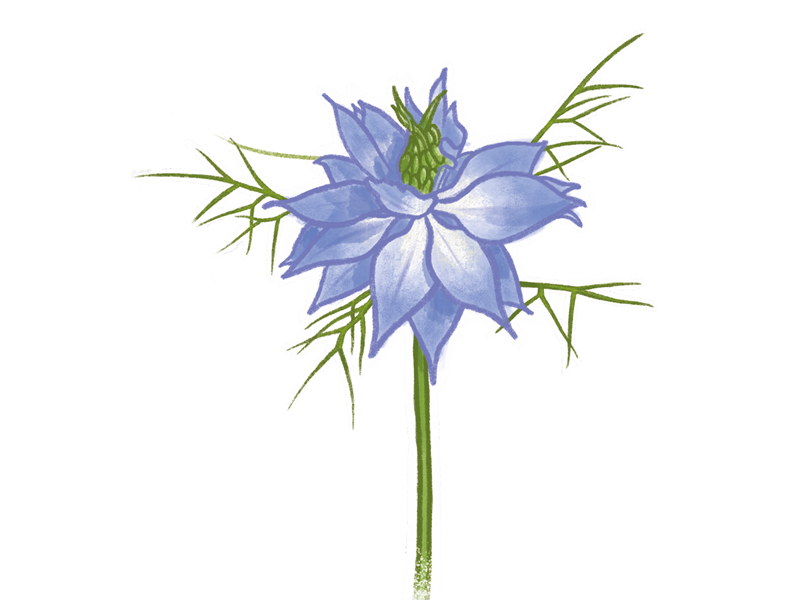 drawing-of-a-nigella