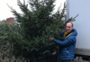 a-volunteer-holds-up-a-giant-christmas-tree
